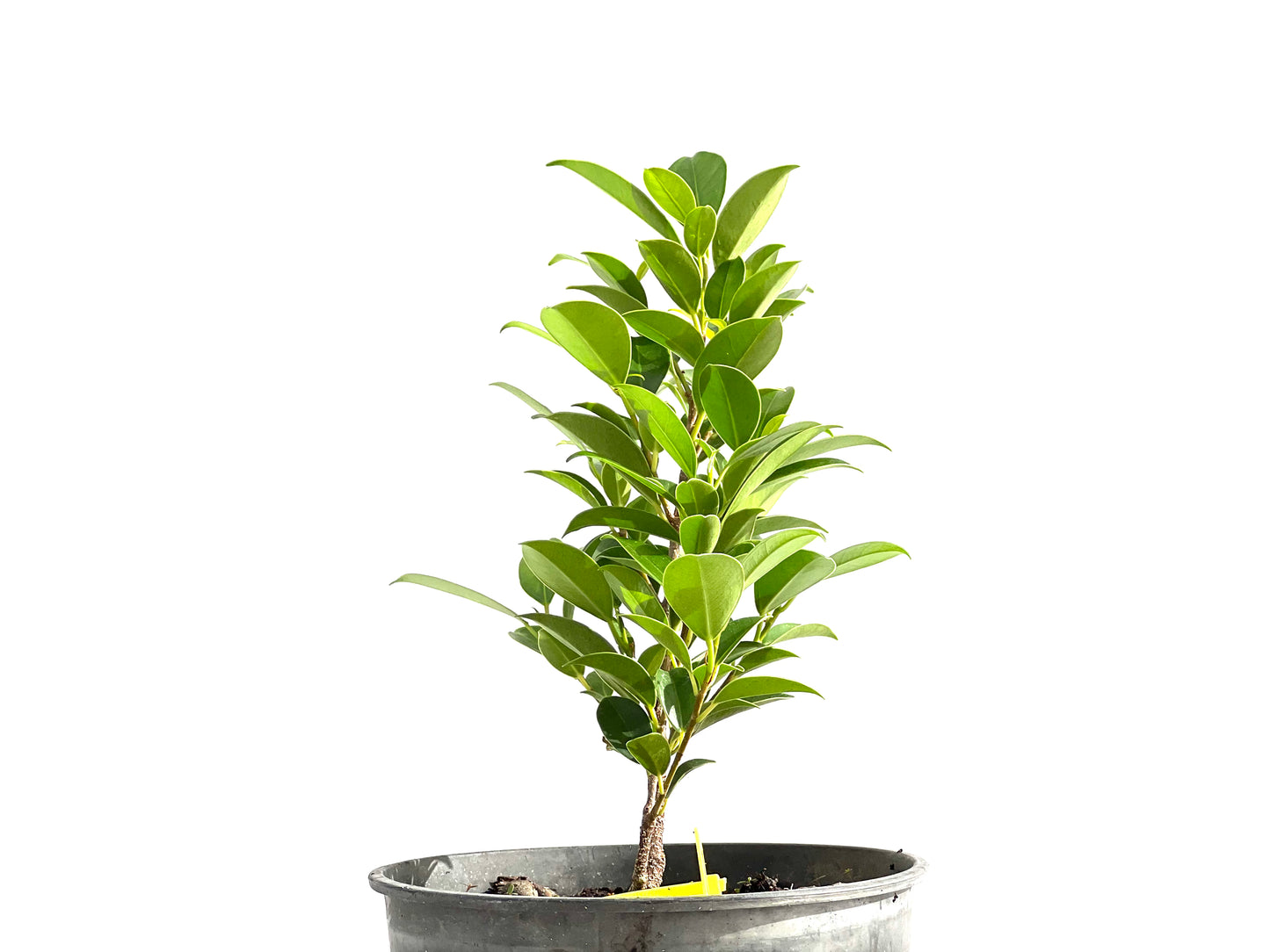 Ficus Tiger Bark 2615