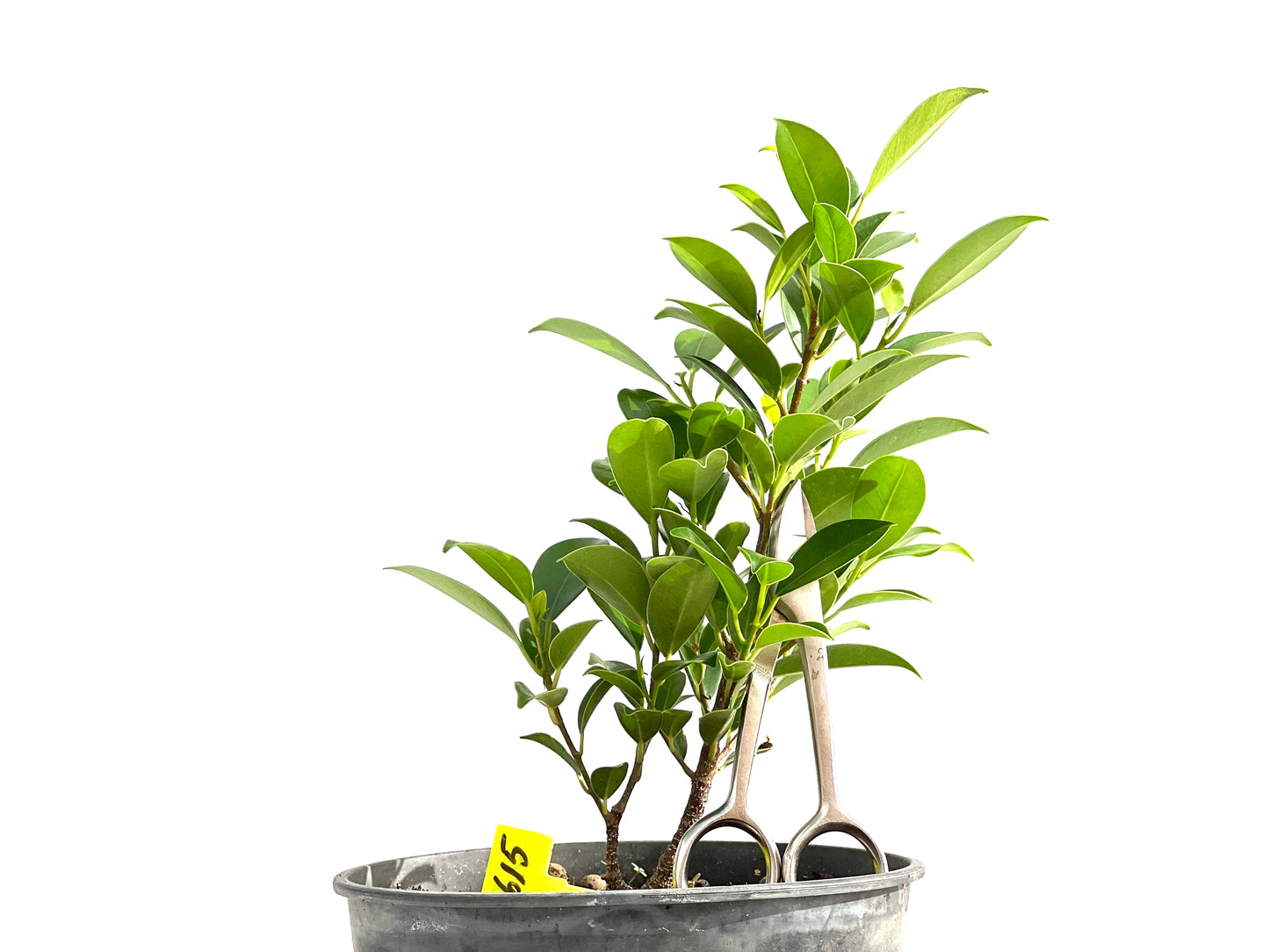 Ficus Tiger Bark 2615