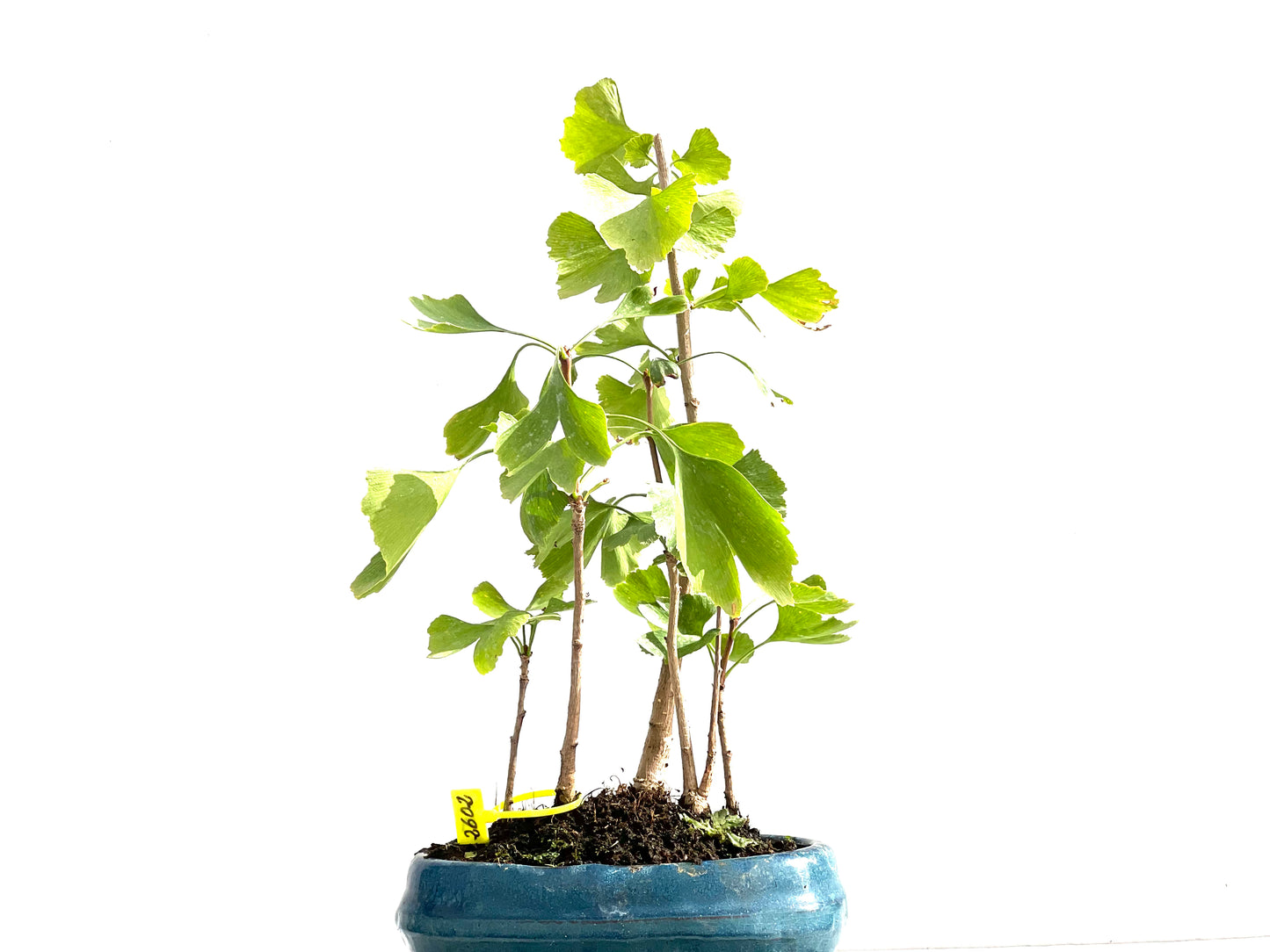 Bosque Ginkgo Biloba 2602