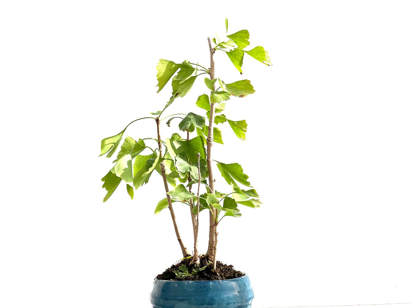 Bosque Ginkgo Biloba 2602