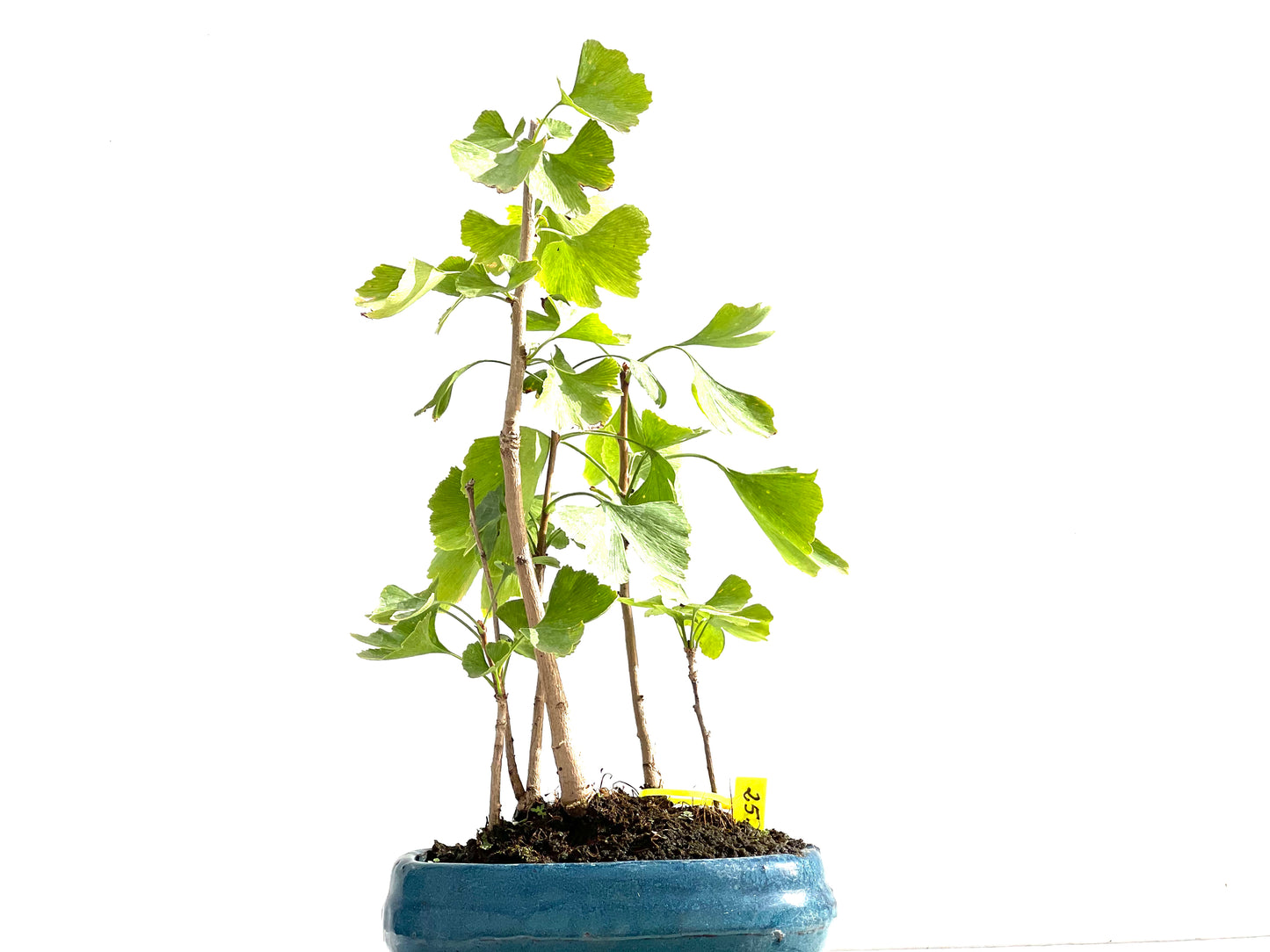 Bosque Ginkgo Biloba 2602
