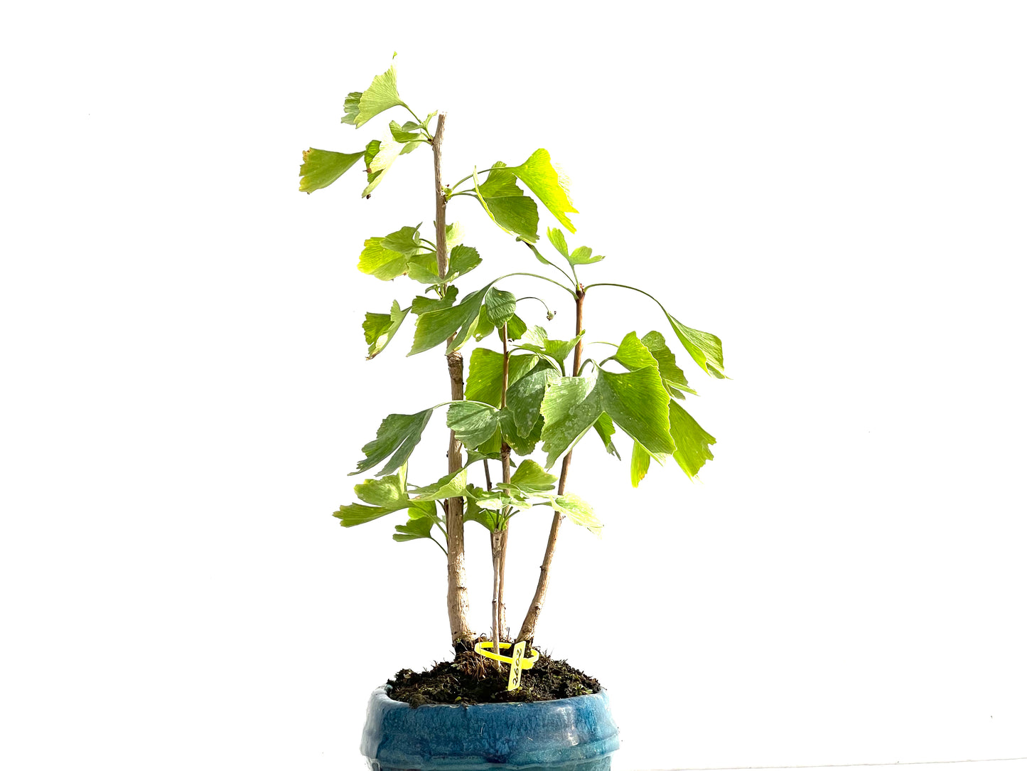 Bosque Ginkgo Biloba 2602