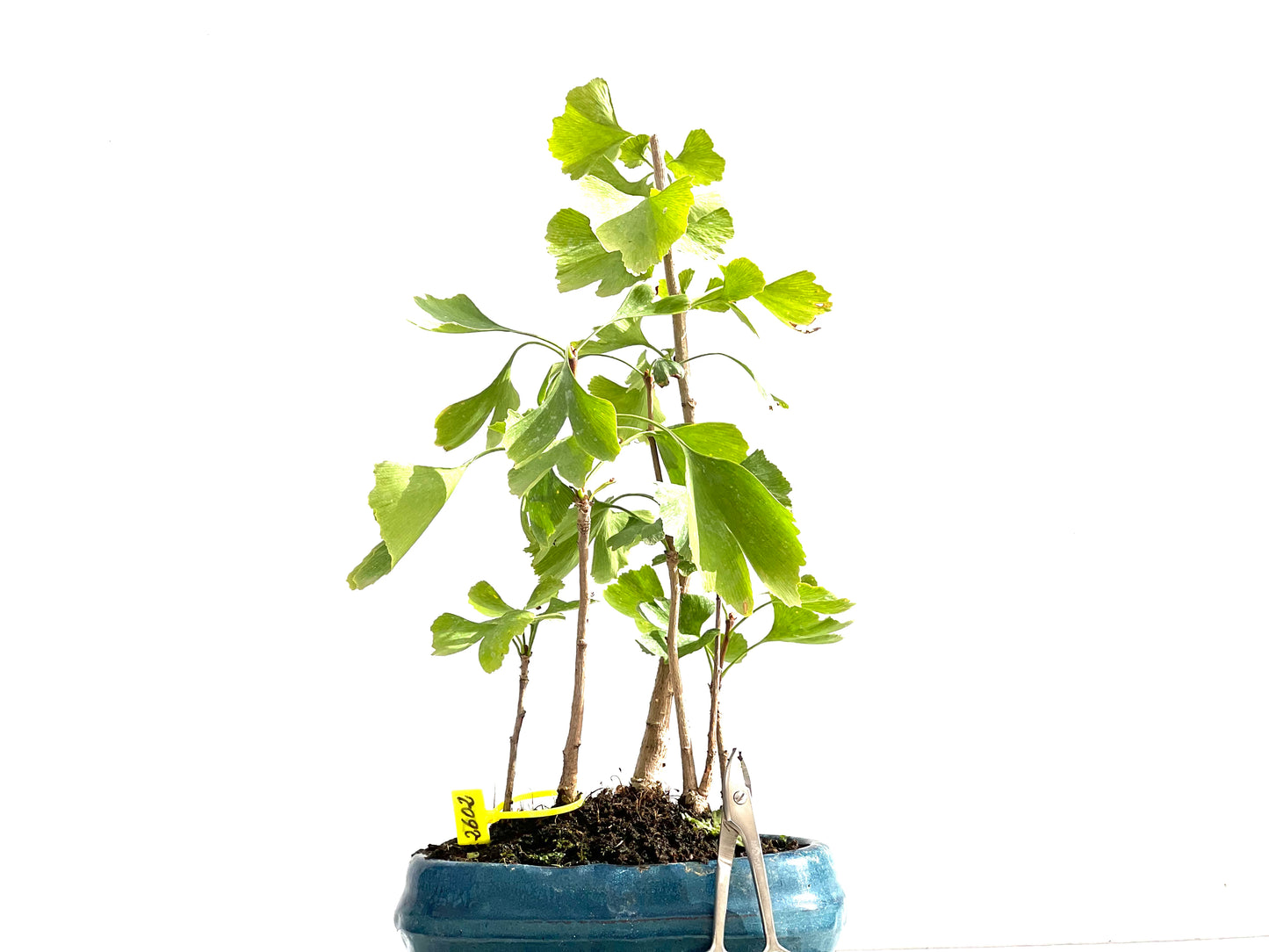 Bosque Ginkgo Biloba 2602