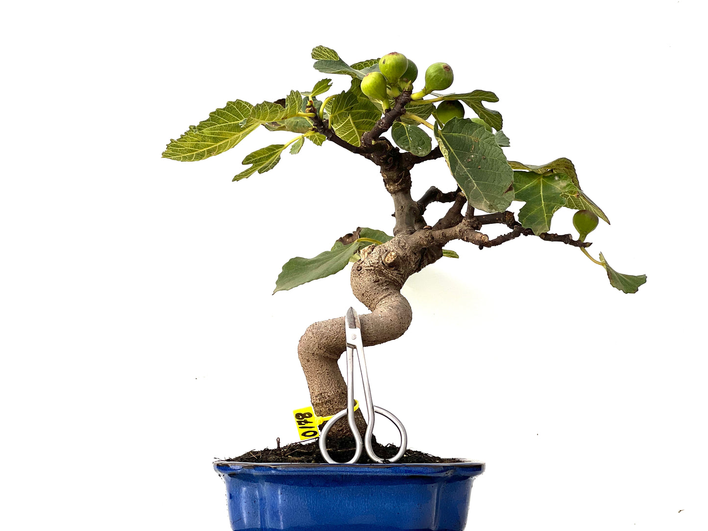 Ficus Carica 0178