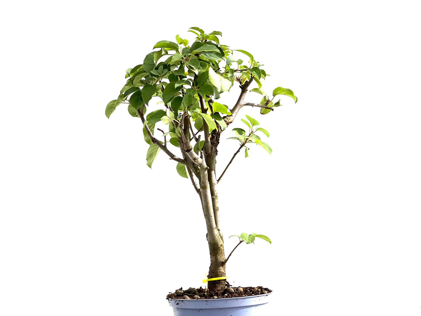 Malus Everest 2608