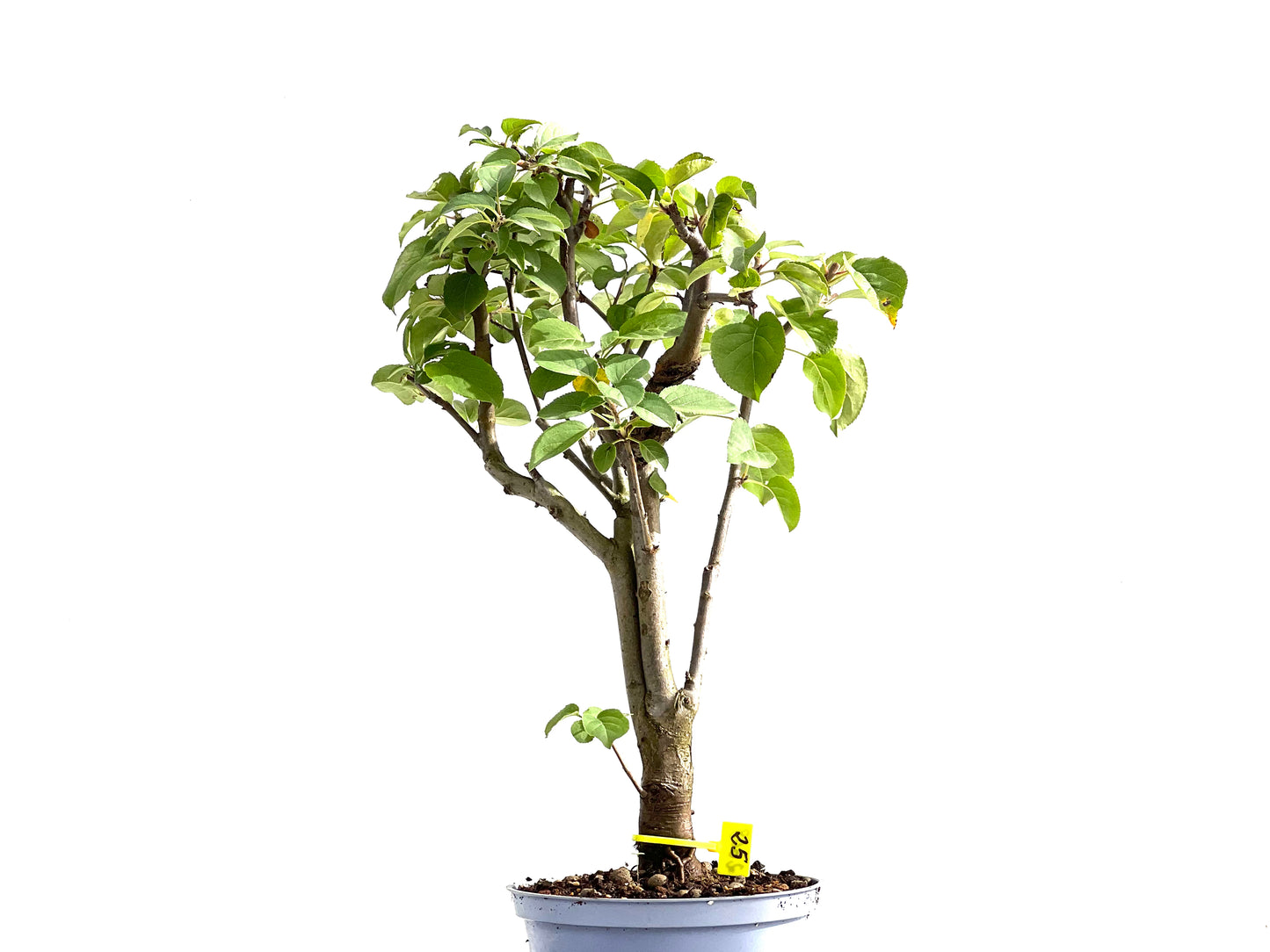 Malus Everest 2608