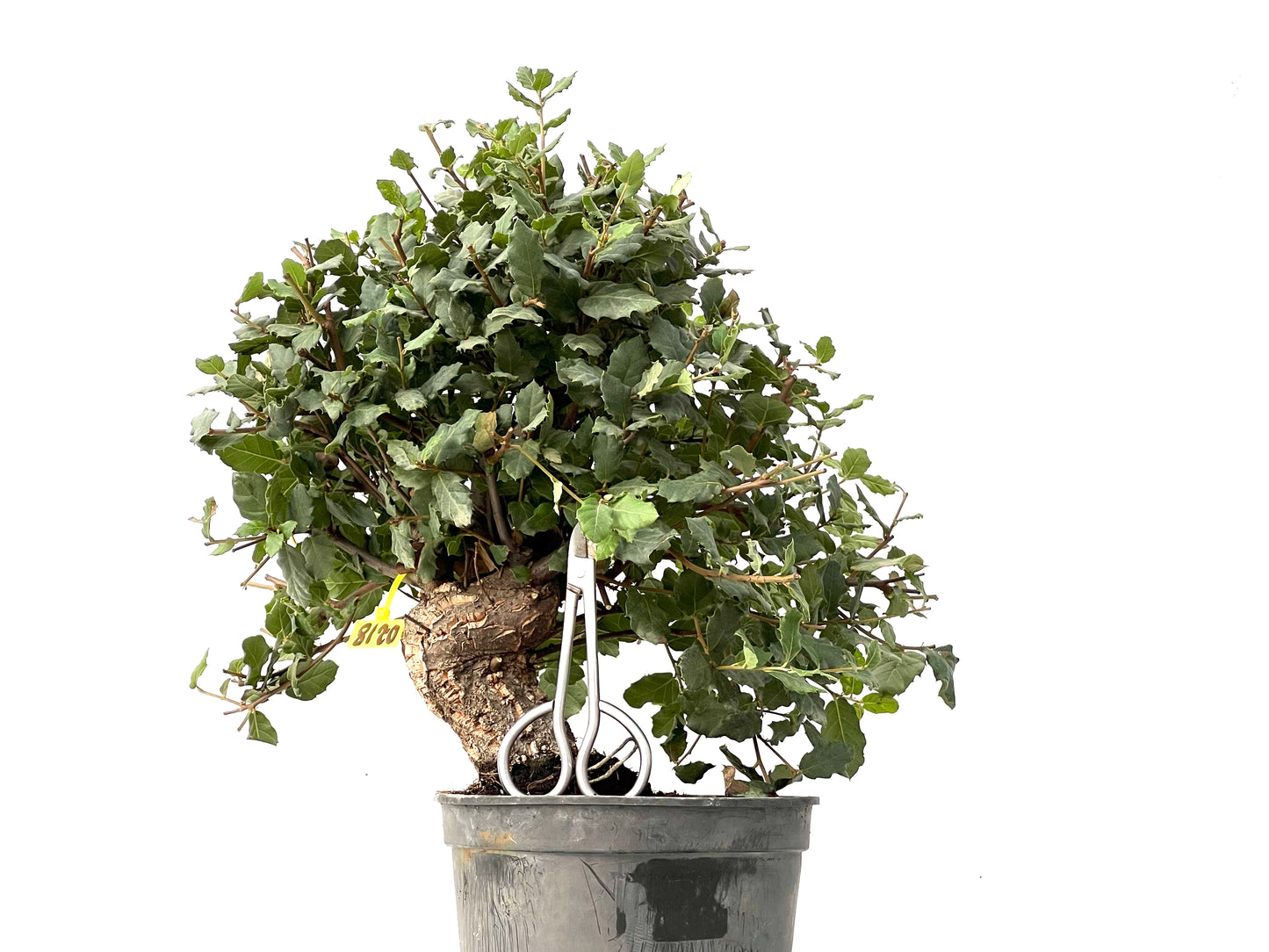 Quercus Suber 0218