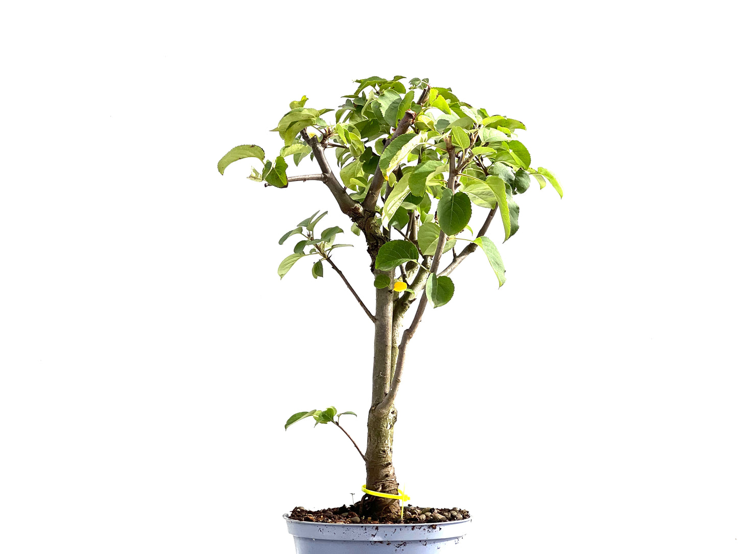 Malus Everest 2608