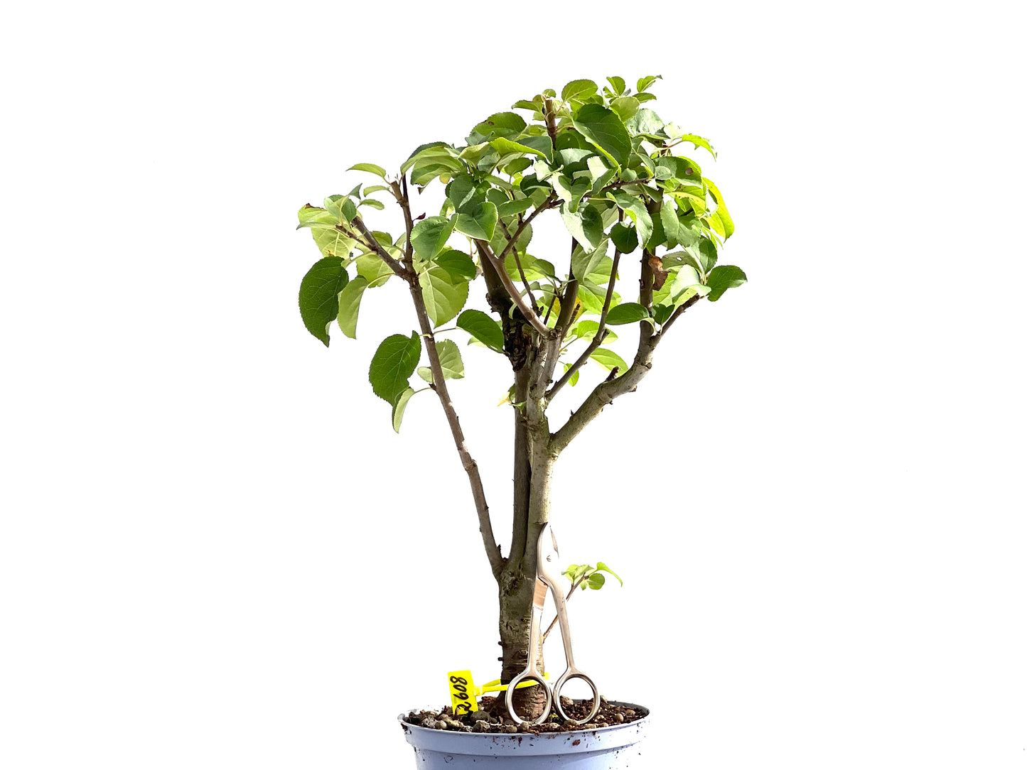 Malus Everest 2608
