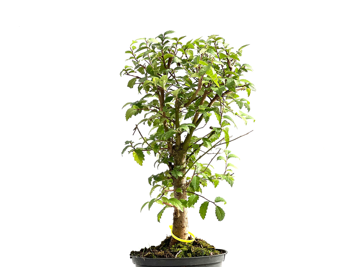Ulmus Minor 2606
