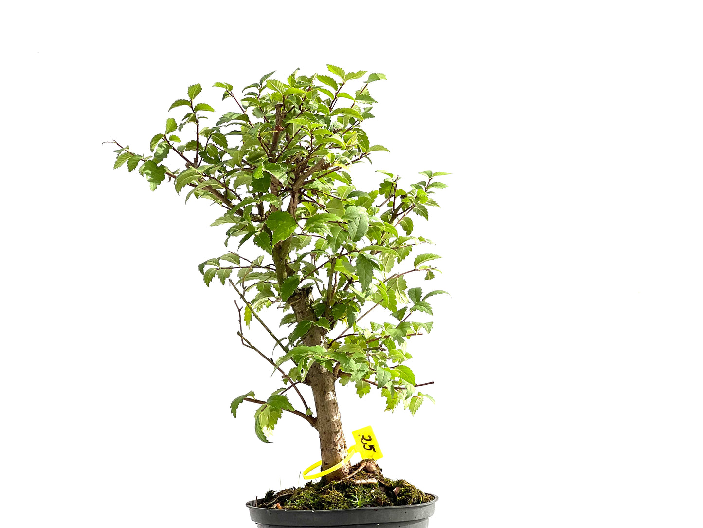 Ulmus Minor 2606