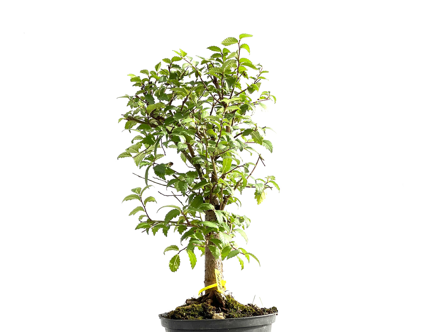 Ulmus Minor 2606