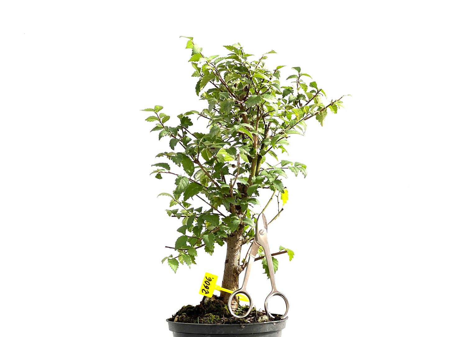 Ulmus Minor 2606