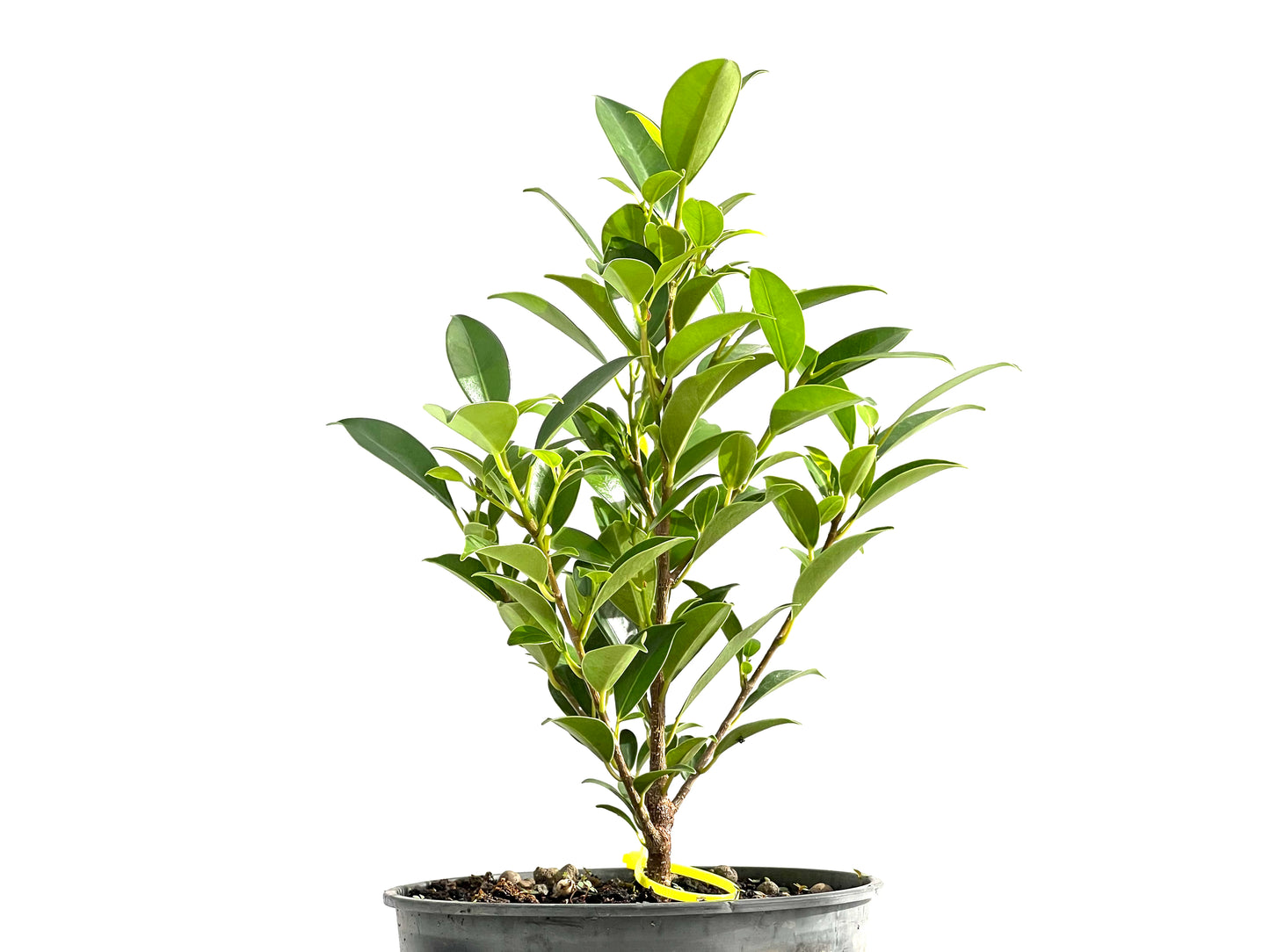 Ficus Tiger Bark 2601