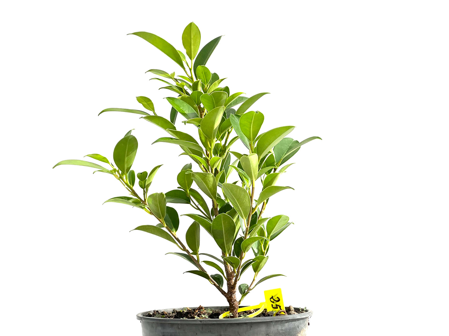 Ficus Tiger Bark 2601