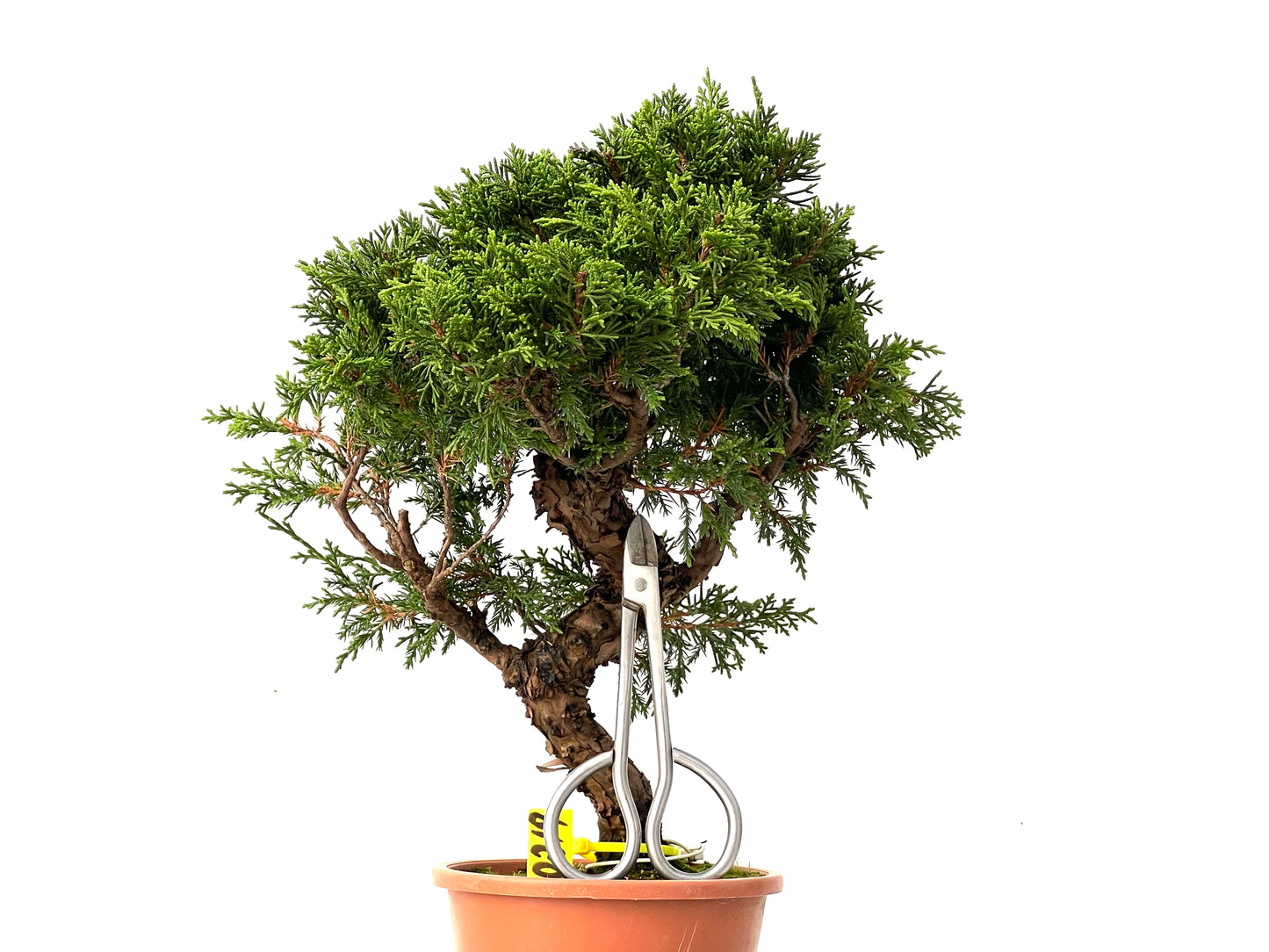 Juniperus Chinensis Itoigawa 0219