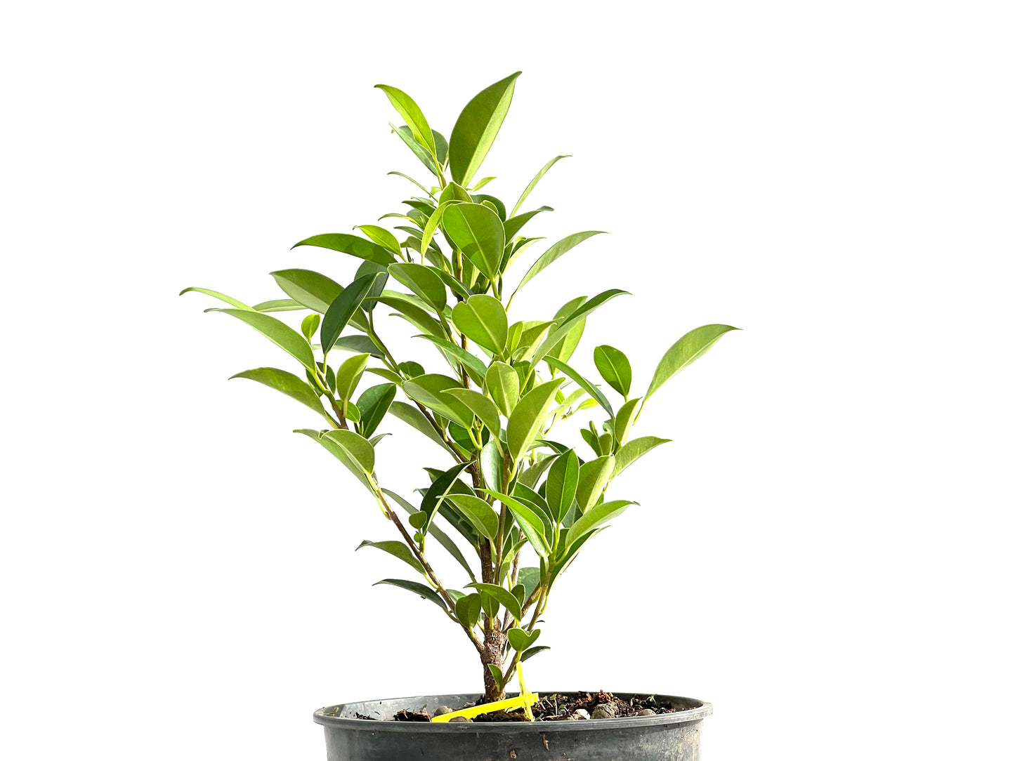 Ficus Tiger Bark 2601