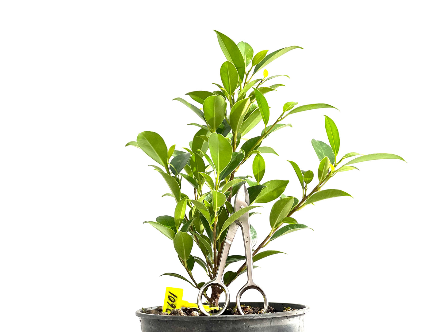 Ficus Tiger Bark 2601