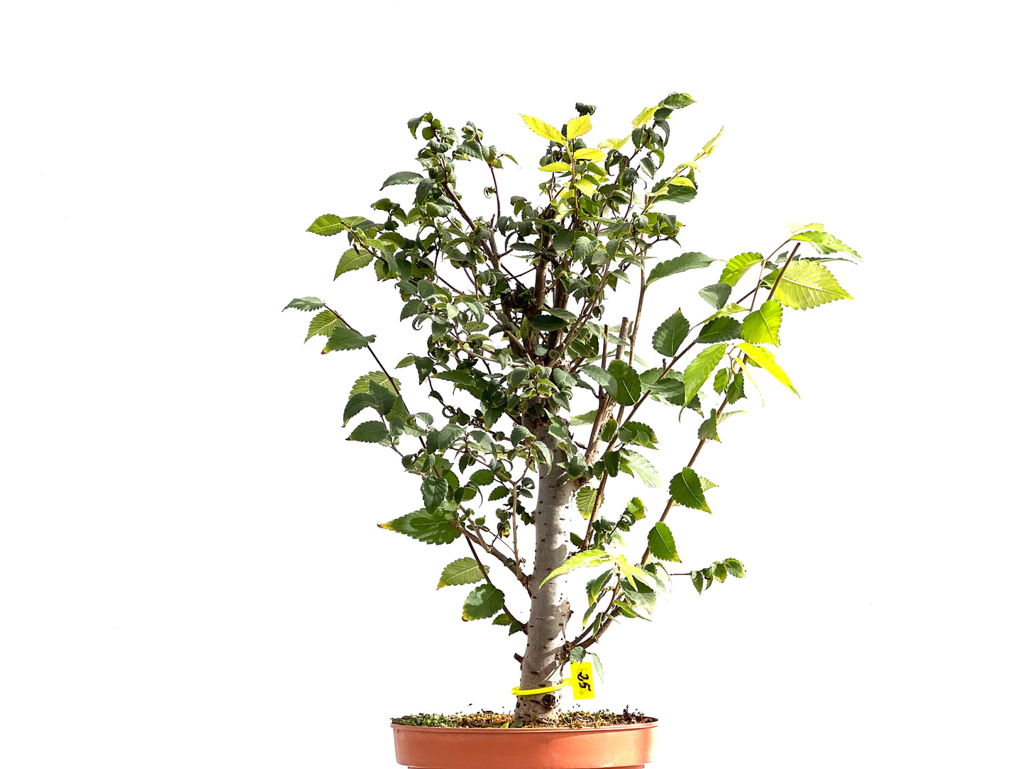 Zelkova Serrata 2603