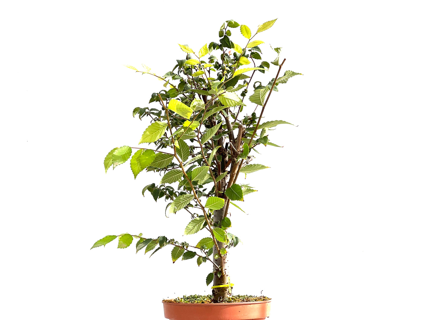 Zelkova Serrata 2603
