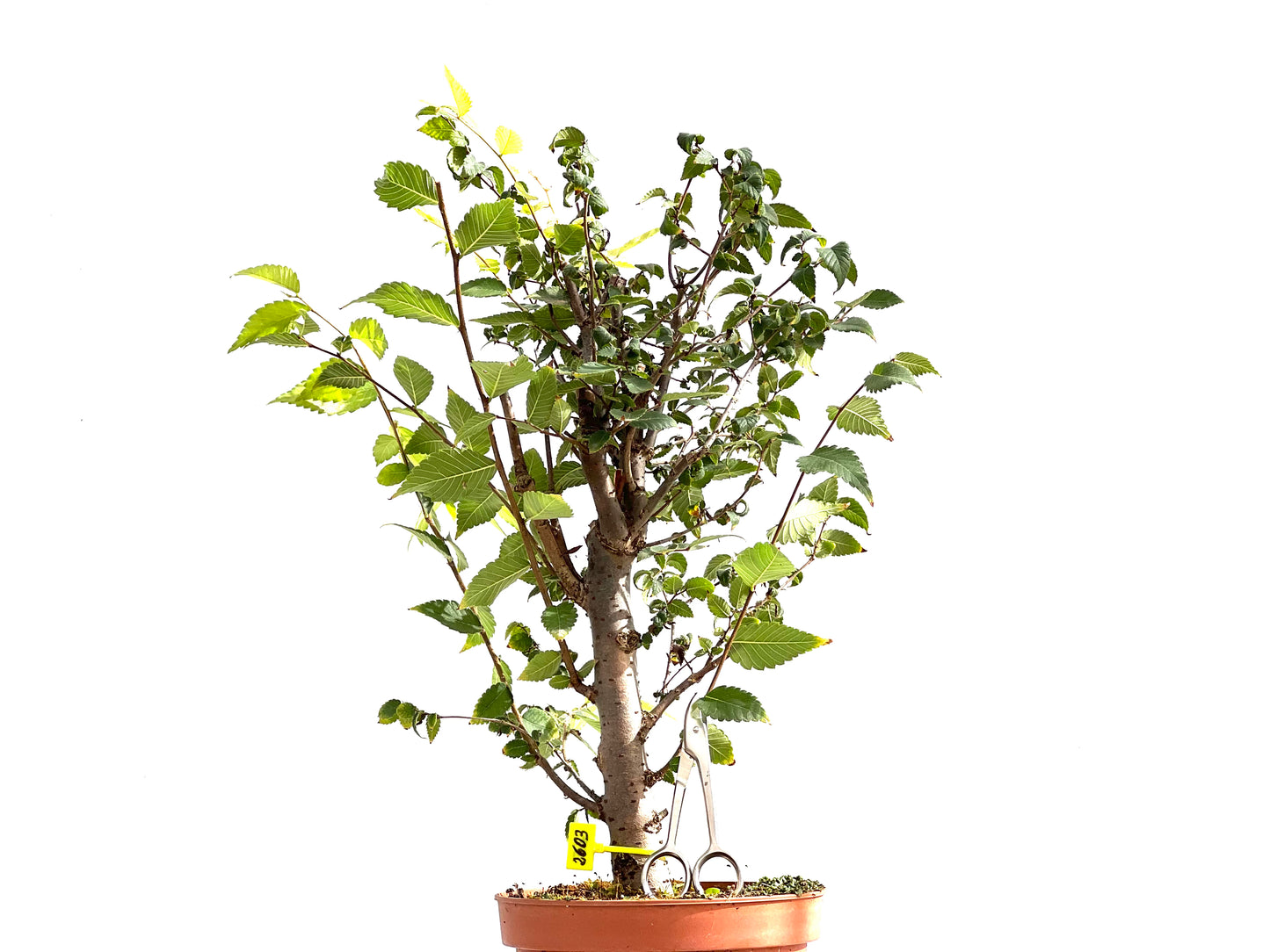 Zelkova Serrata 2603