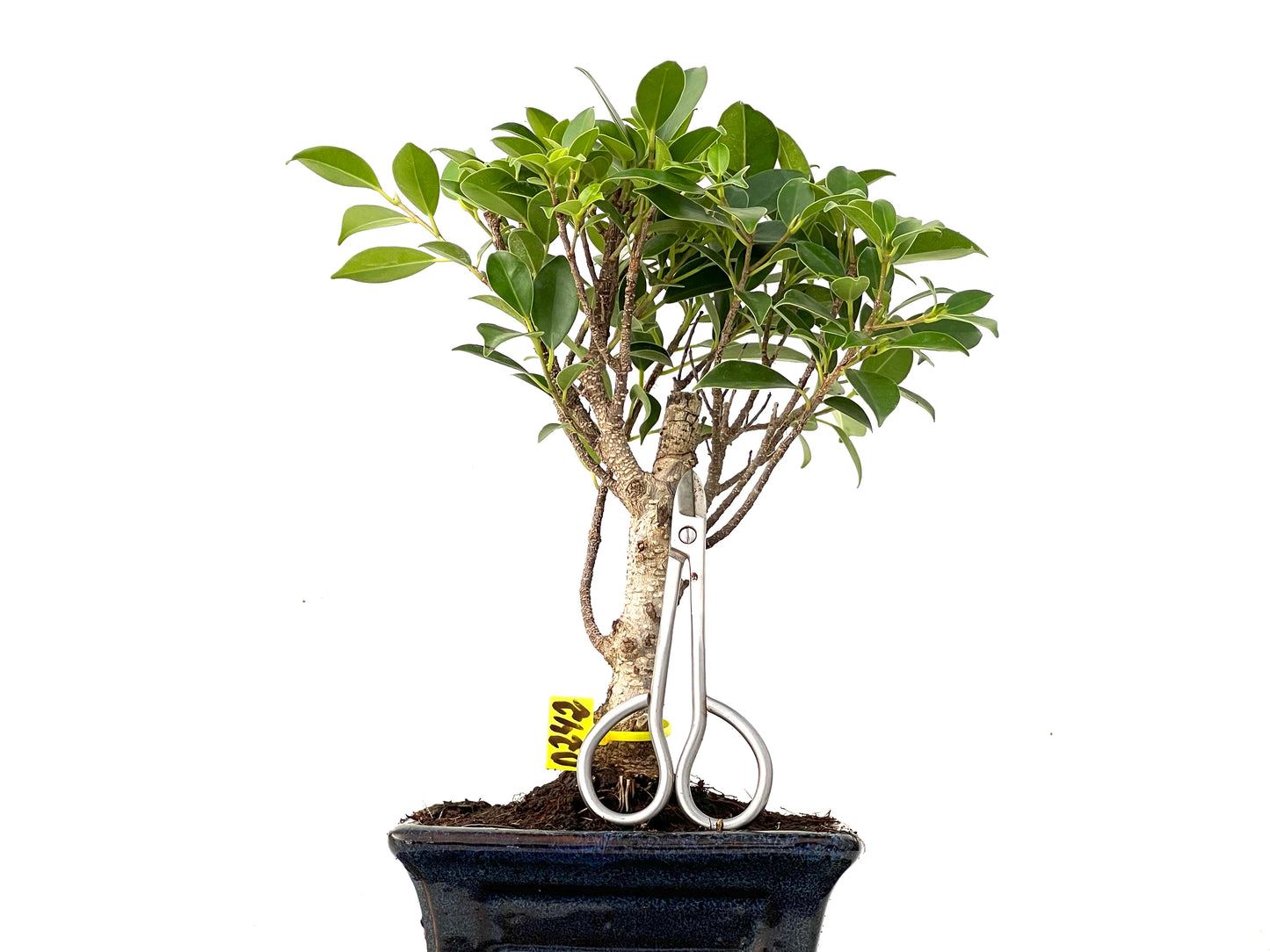 Ficus Tiger Bark 0242