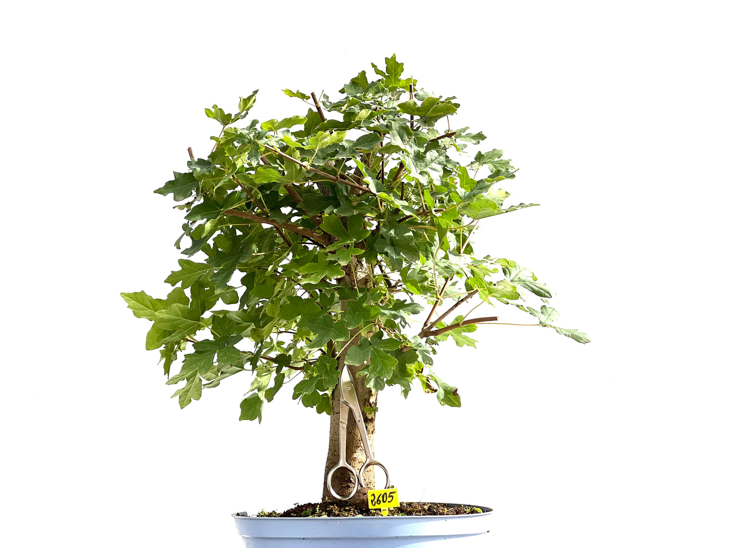 Acer Campestris 2605