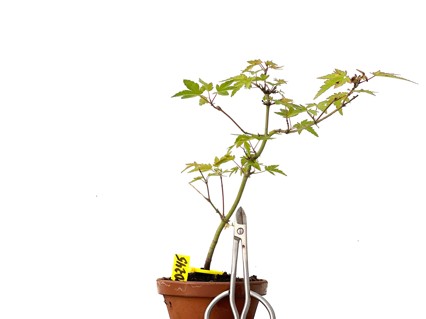 Acer Palmatum 0245