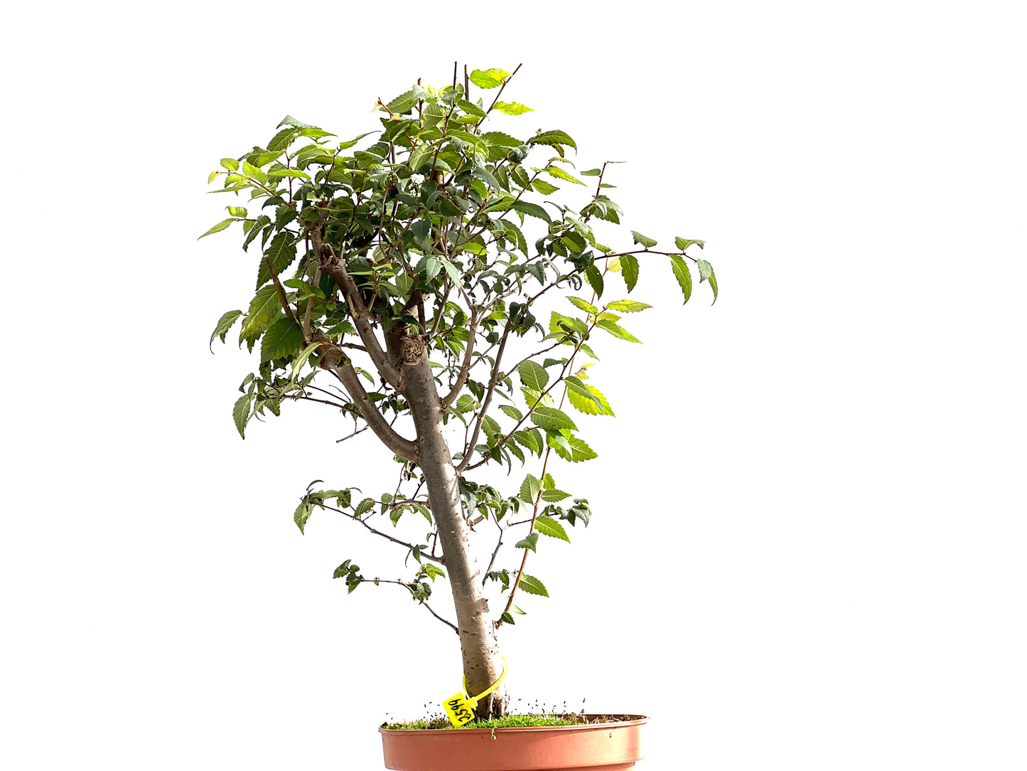 Zelkova Serrata 2599