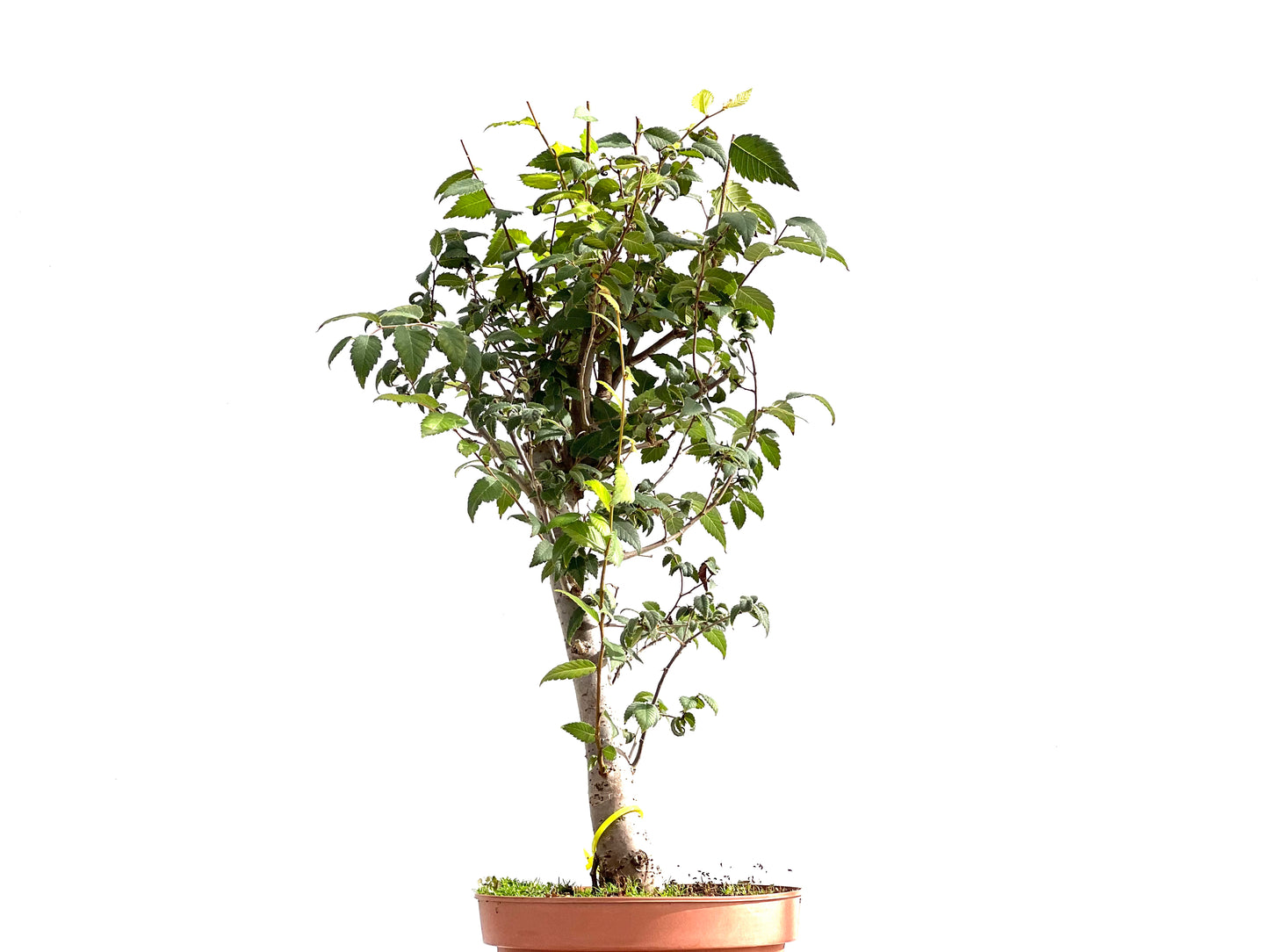 Zelkova Serrata 2599