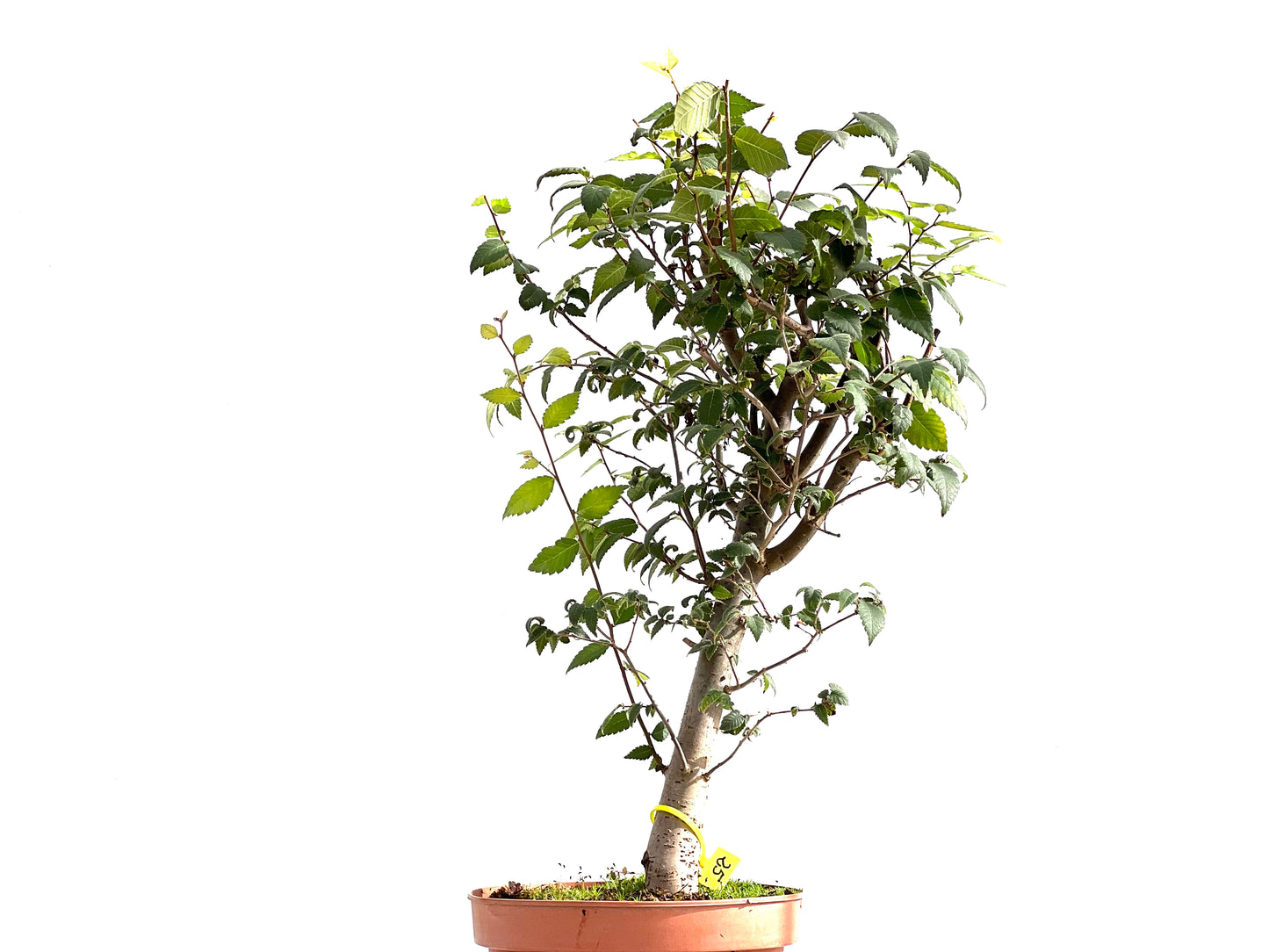 Zelkova Serrata 2599
