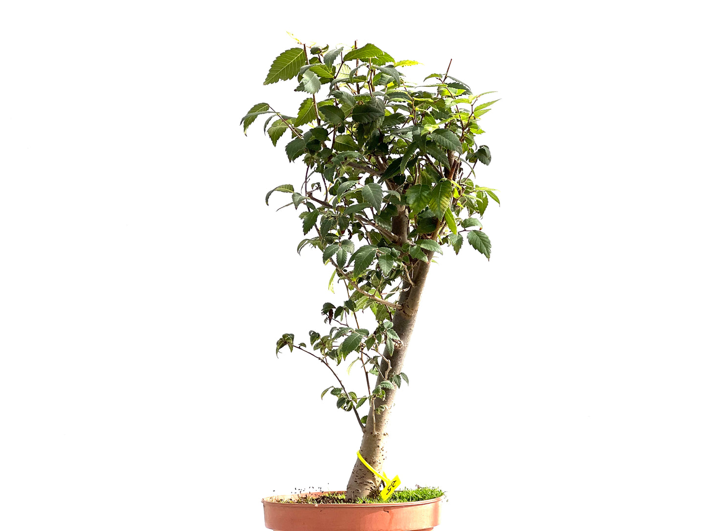 Zelkova Serrata 2599