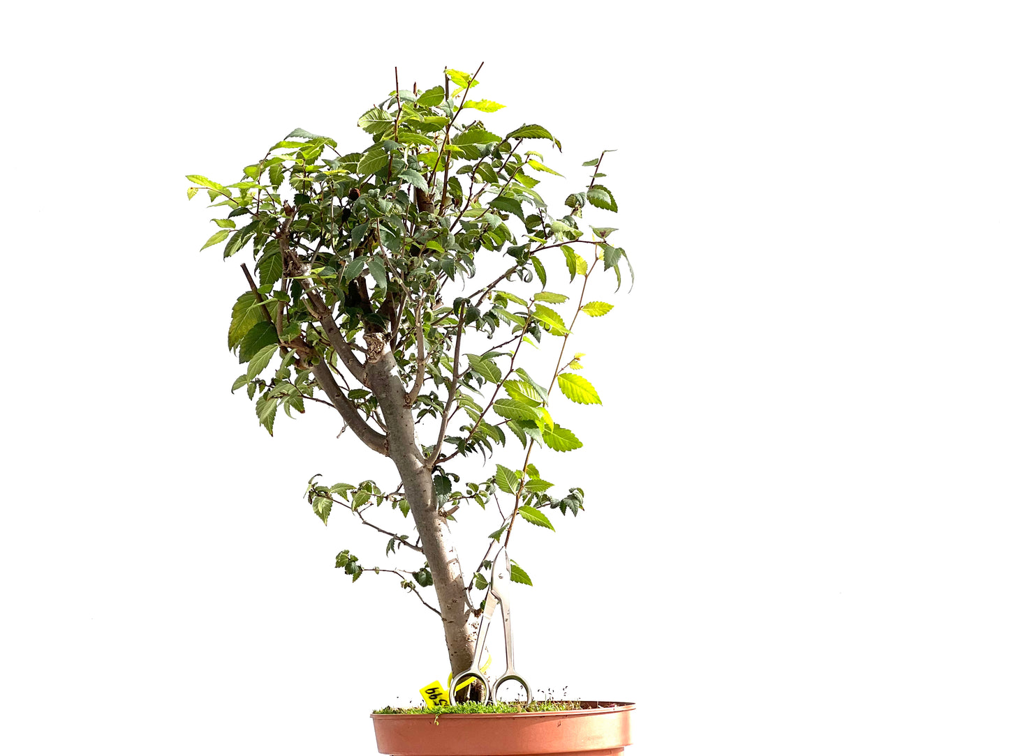 Zelkova Serrata 2599