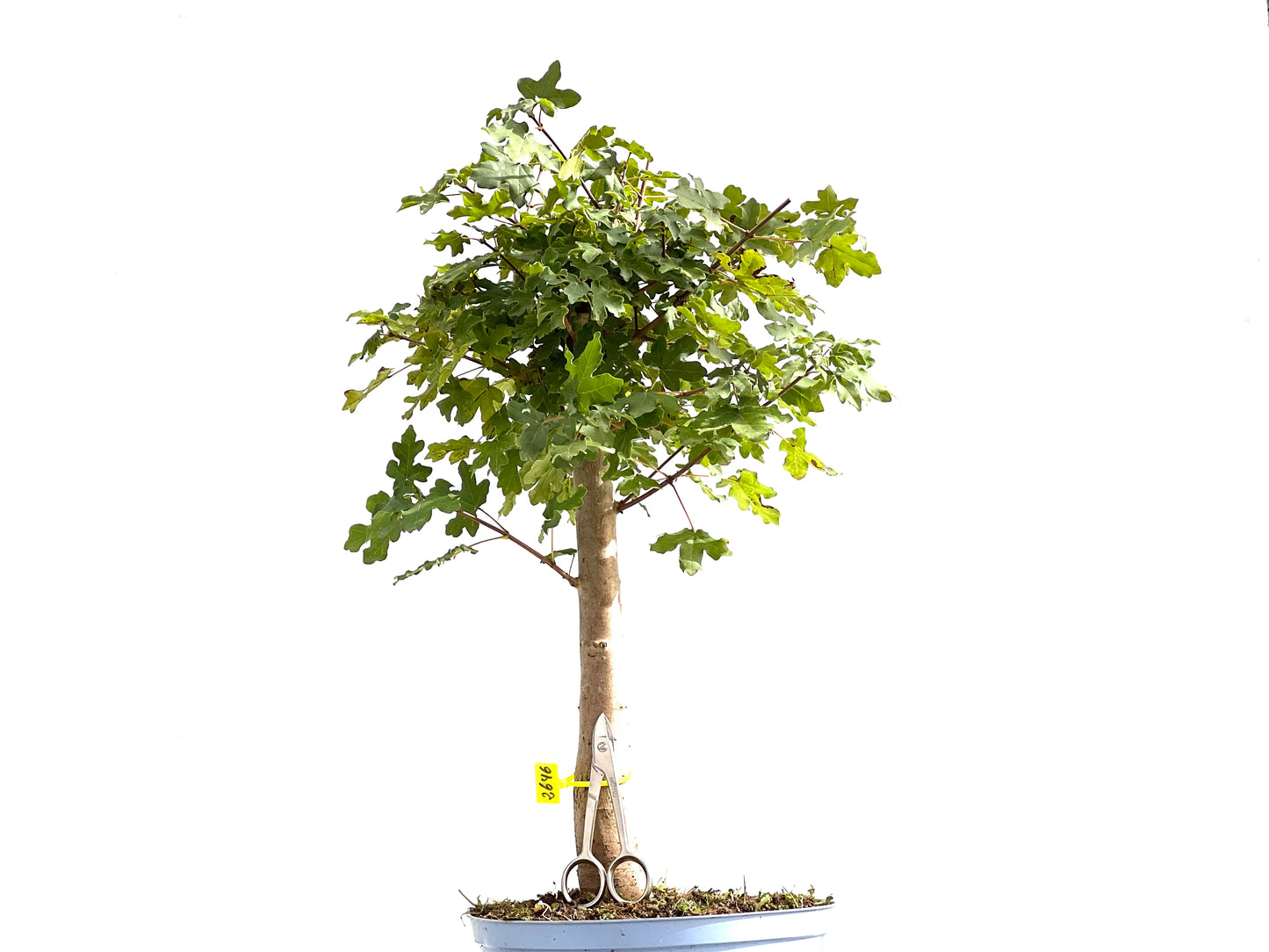 Acer Campestris 2646