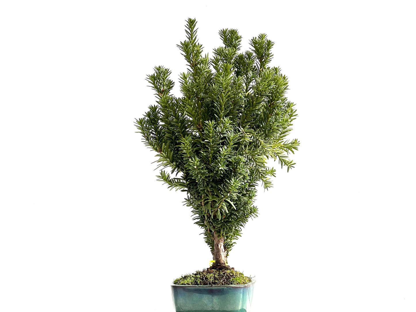 Taxus Baccata 2650