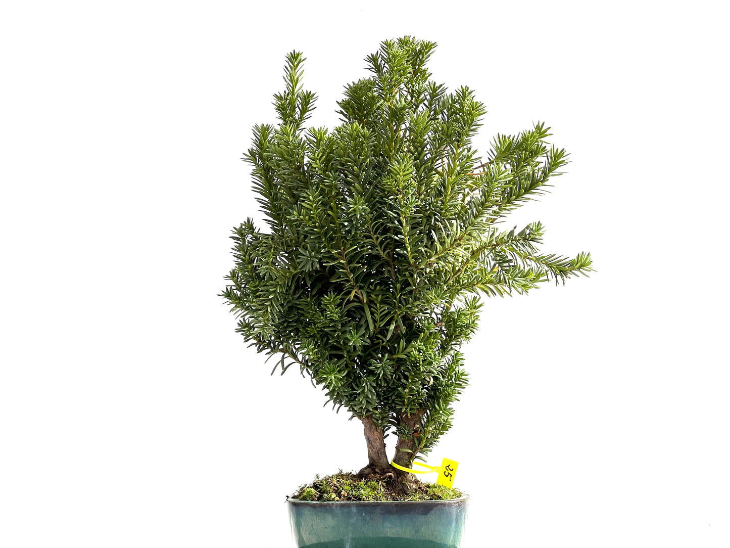 Taxus Baccata 2650