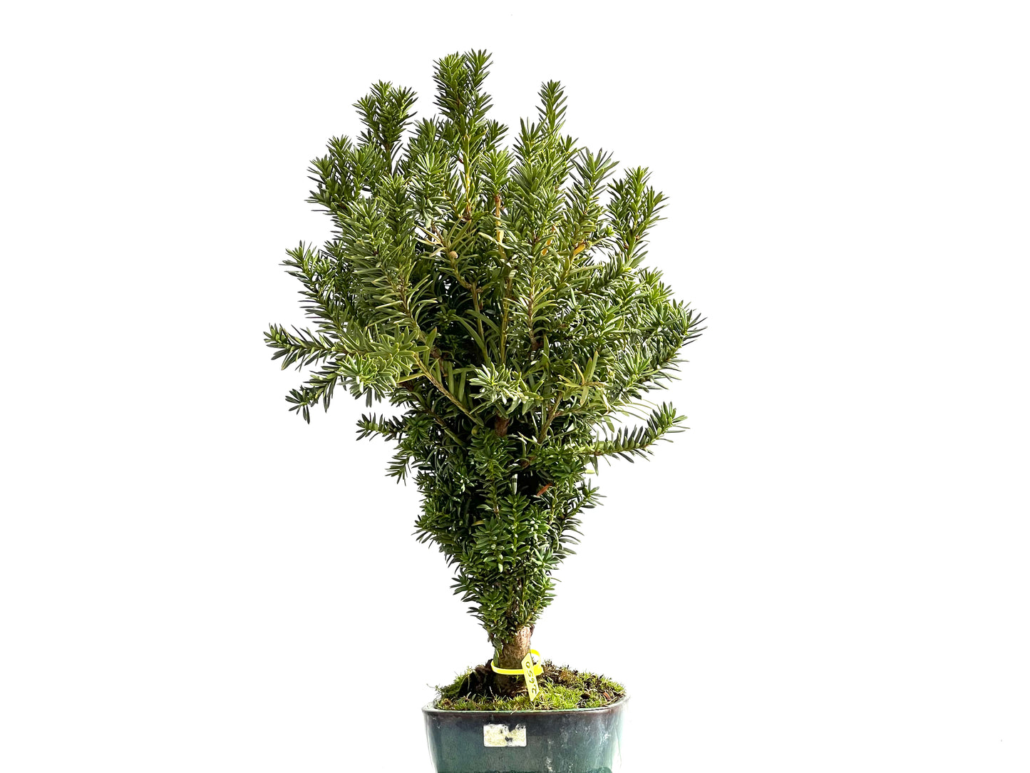 Taxus Baccata 2650