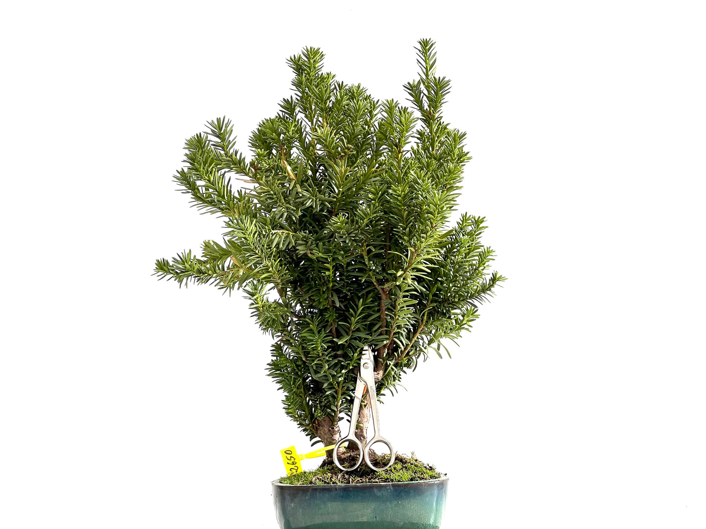 Taxus Baccata 2650