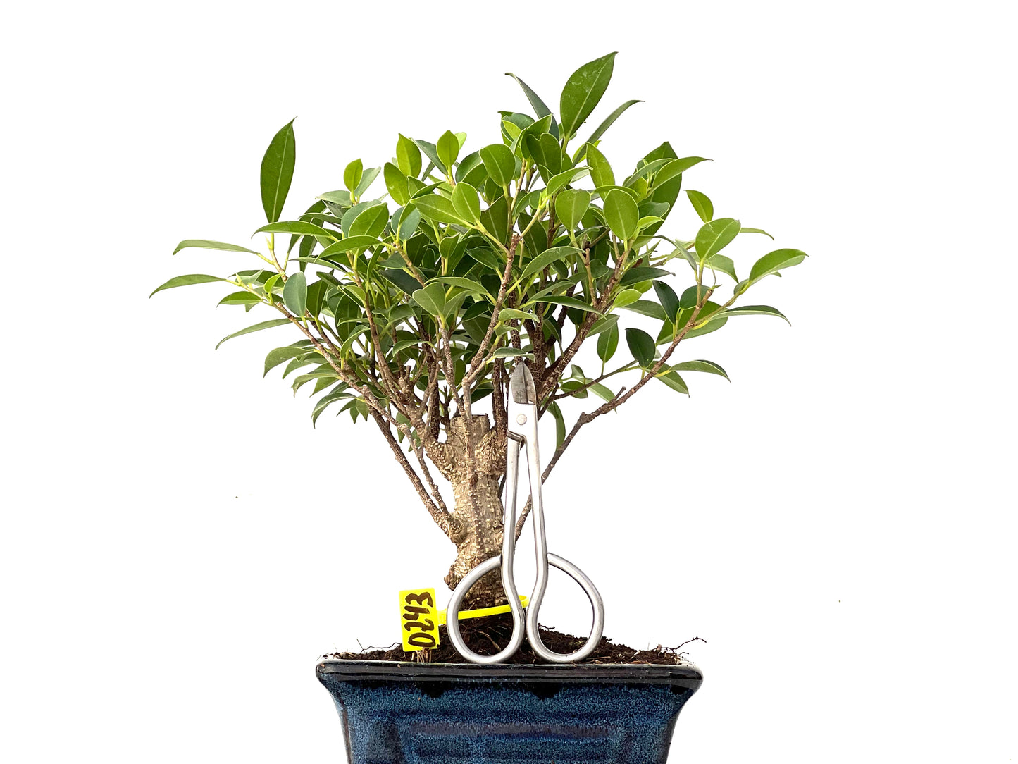 Ficus Tiger Bark 0243