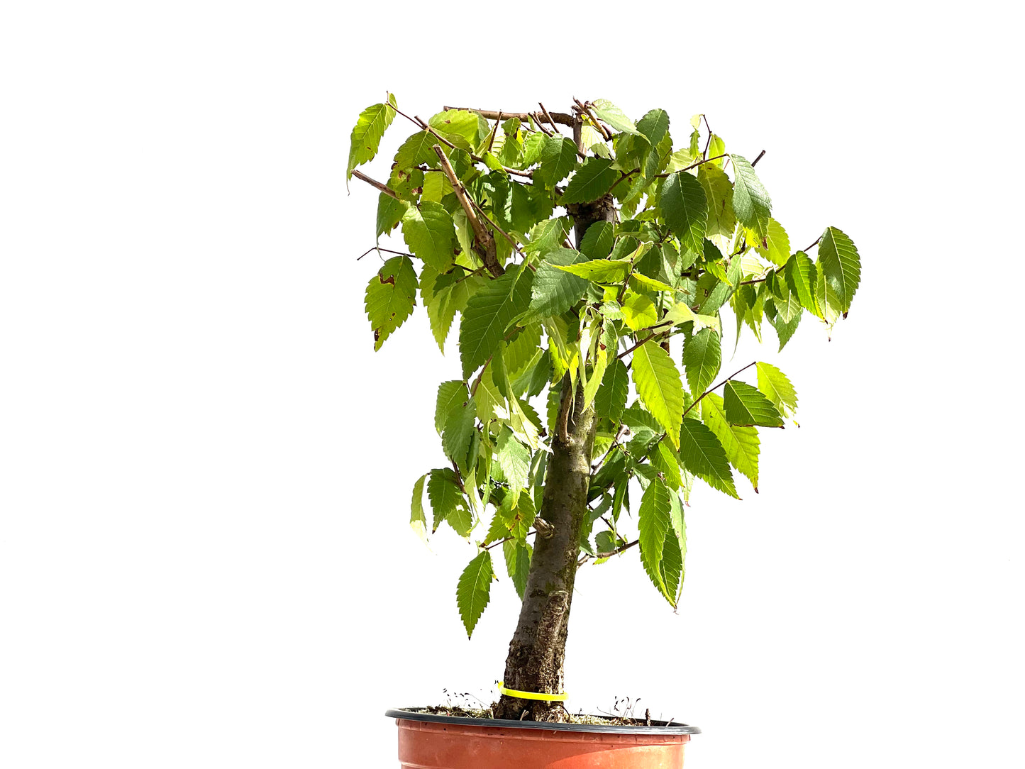 Zelkova Serrata 2649
