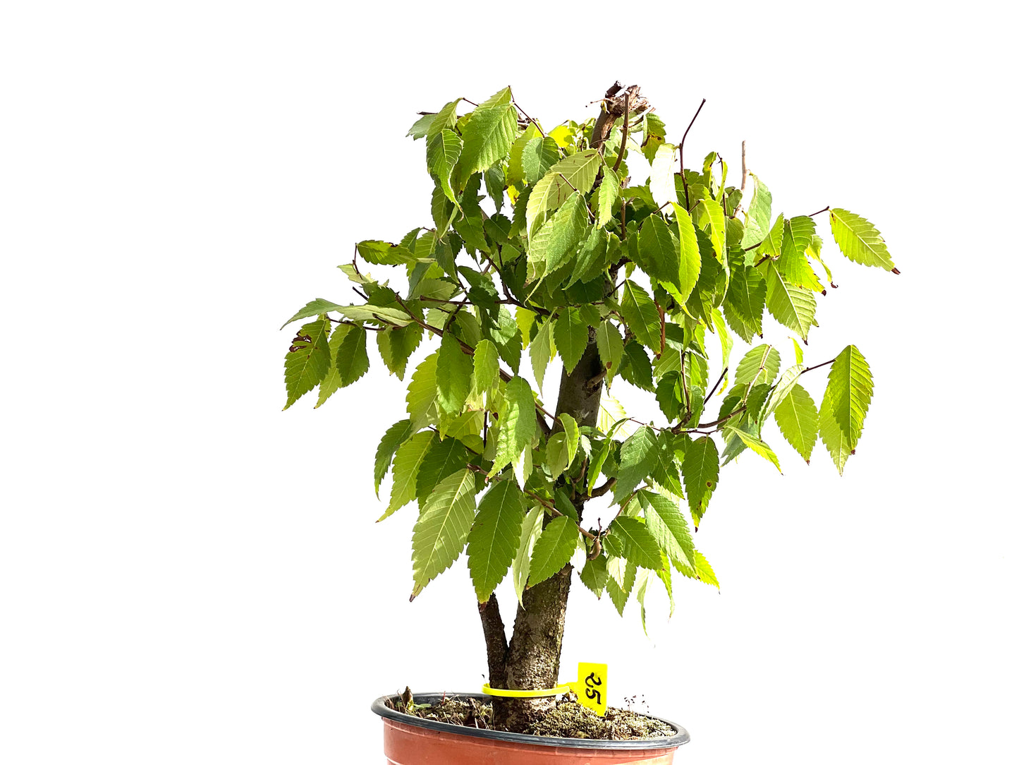Zelkova Serrata 2649