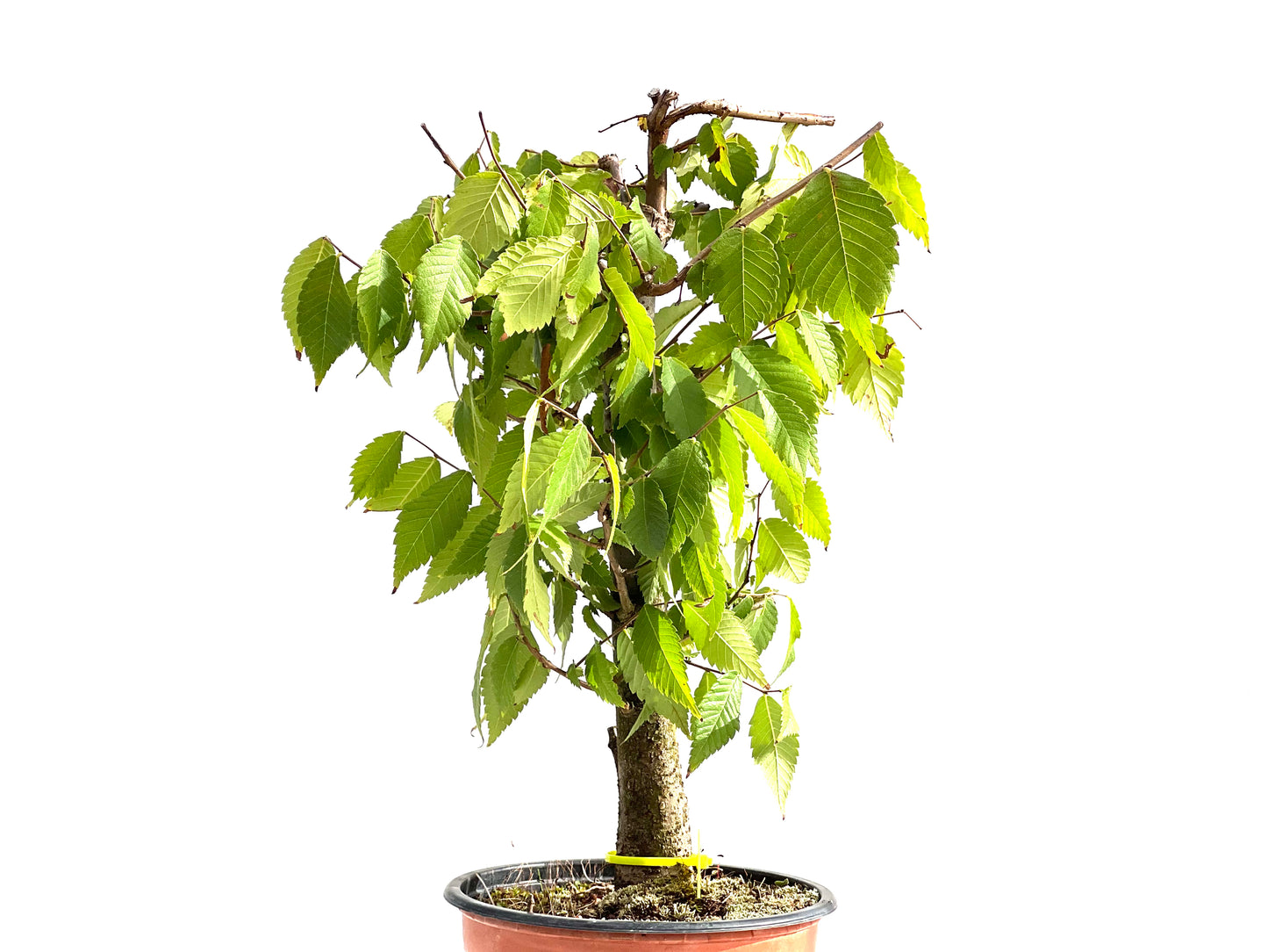 Zelkova Serrata 2649