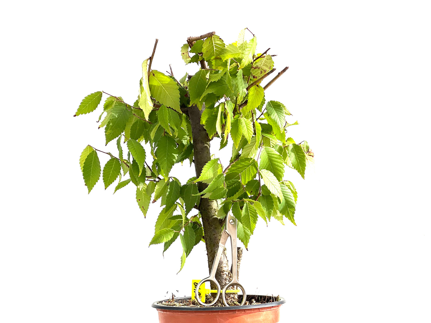 Zelkova Serrata 2649