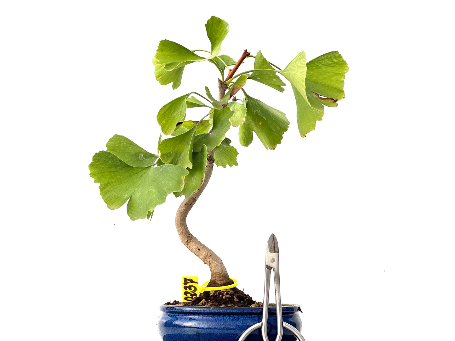 Ginkgo Biloba 0237
