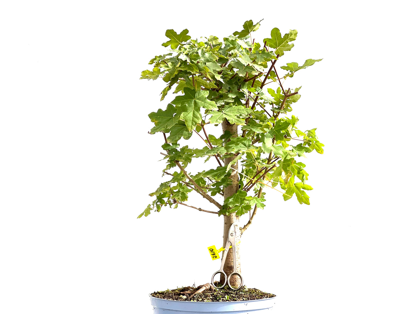 Acer Campestris 2610