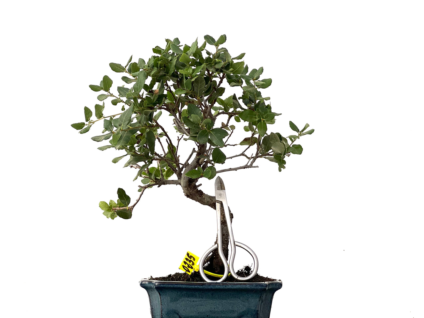 Quercus Suber 0235
