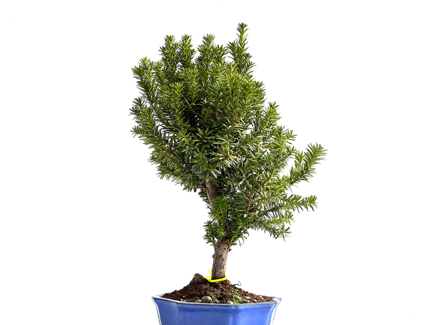 Taxus Baccata 2647