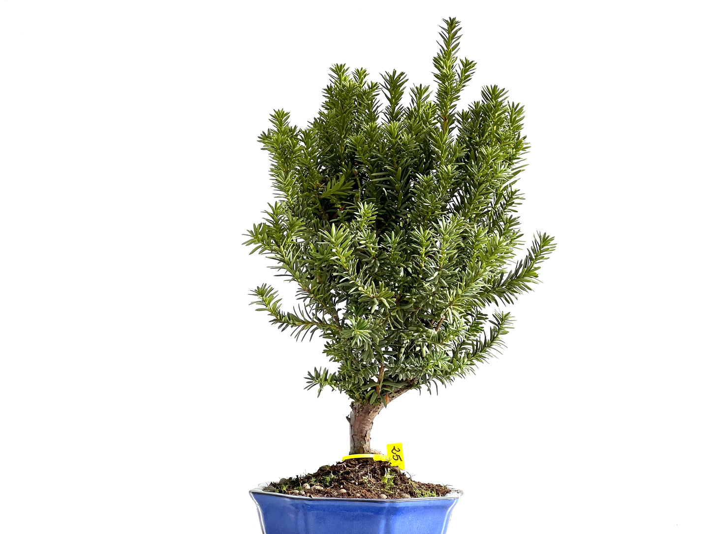 Taxus Baccata 2647