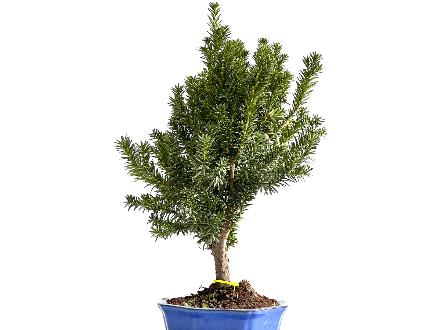 Taxus Baccata 2647