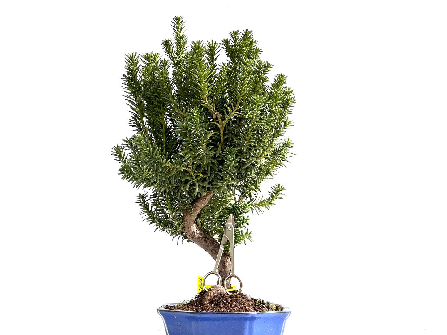 Taxus Baccata 2647